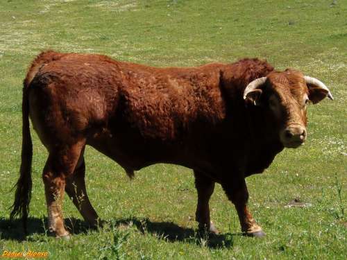 Animal Animals Horns Nature Calf Look Livestock