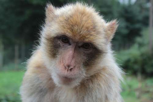 Animal Barbary Ape Monkey Ape Macaca Sylvanus
