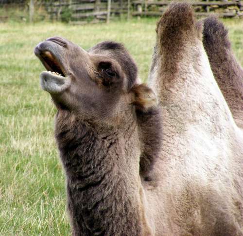 Animal Camel Humps Outdoor Farm Meadow Mouth