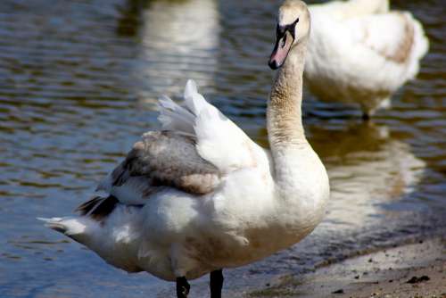 Animal Bird Swan