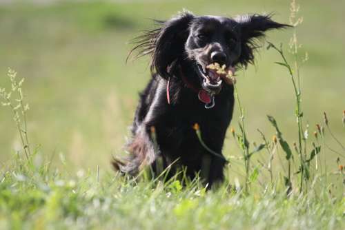 Animal Dog Meadow Jogging Grass Spacer Teeth