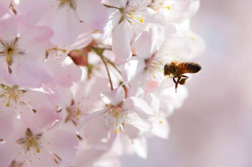Animal Bee Blossom Cherry Close-Up Floral Flower