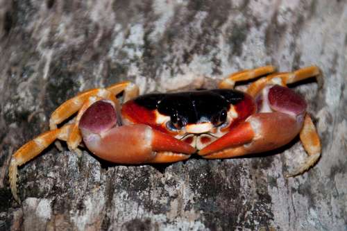 Animal Aquatic Clamp Claw Crab Creature Trunk