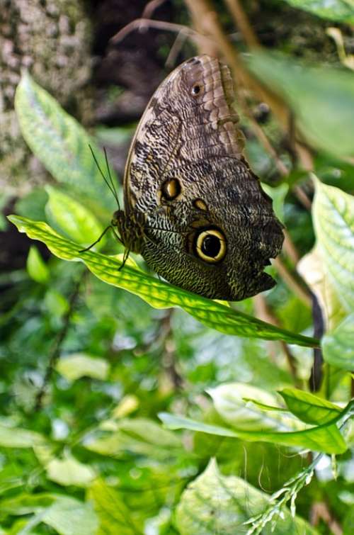 Animal Beautiful Beauty Black Butterfly Close-Up