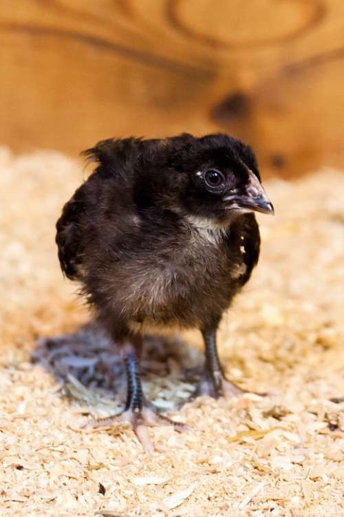 Animal Baby Bird Black Chick Chicken Creature