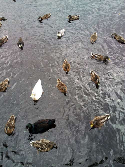 Animal Bird Duck Ducks Fowl Group Lake Mallard
