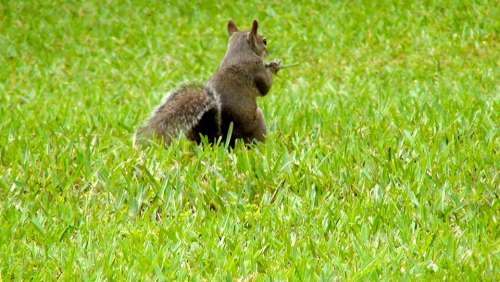 Animal Squirrel Attitude Squirrels Wildlife