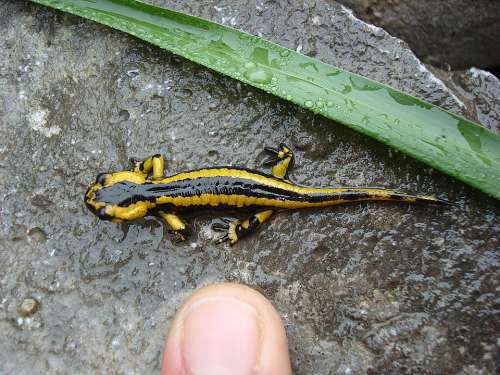 Animal Salamander Dad Urriellu Peak Ascent Fragility