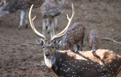 Animal Deer Horns Spots White Tailed Wild Life