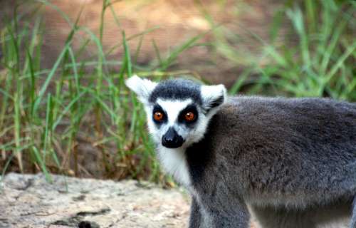 Animal Black And White Catta Creature Lemur