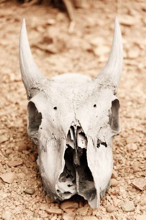 Animal Skull Arid Bone Dead Death Decay Desert