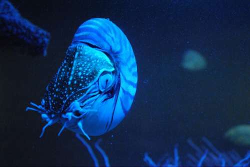 Animals Nautilus Living Fossils Blue