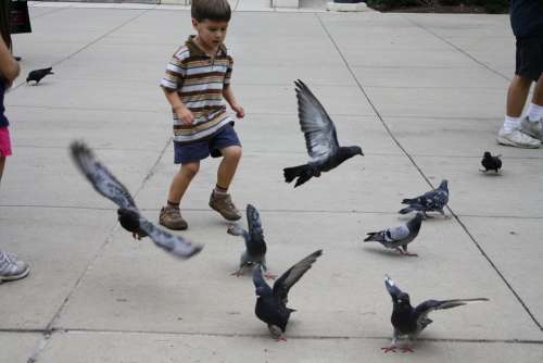 Animals Child Play Kid Birds Pigeons Playing