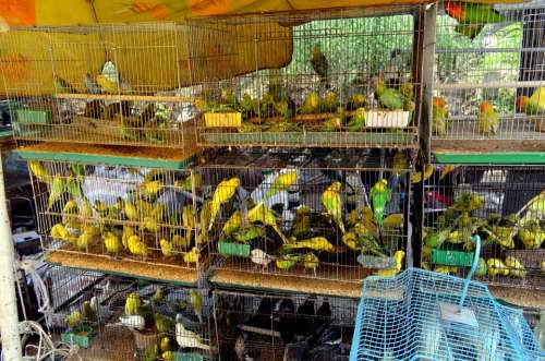 Animals Birds Parakeets Market Business Pets Shop