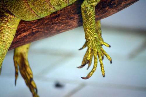 Animals Reptile Claw Hand Lizard Scales Scaly
