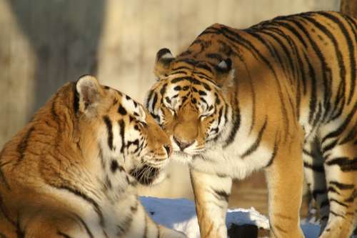 Animals Tiger Big Cat Zoo