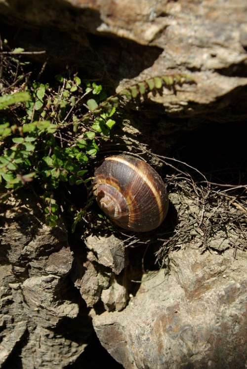 Animals Snail Wall Nature Shell