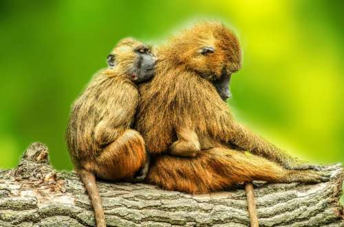 Animals Baboons Brown Couple Day Daytime Guinea