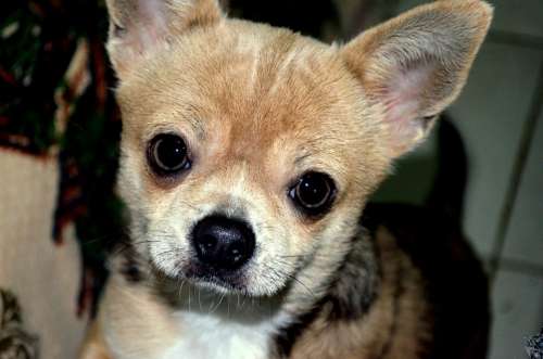 Animals Dog Pet Portrait Chihuahua Breed Canine