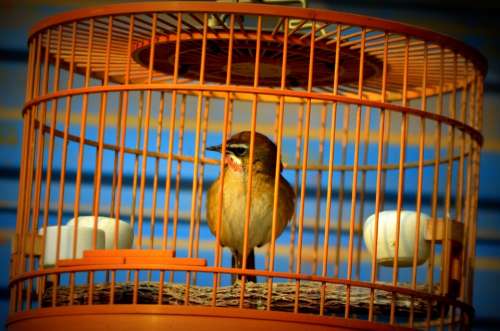 Animals Bird Cage Pet Sing Singing Bird