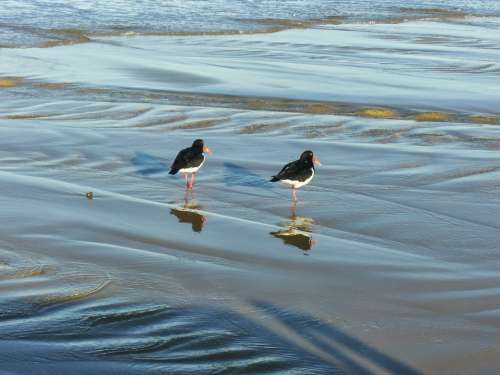 Animals Bird Water'S Edge Couple