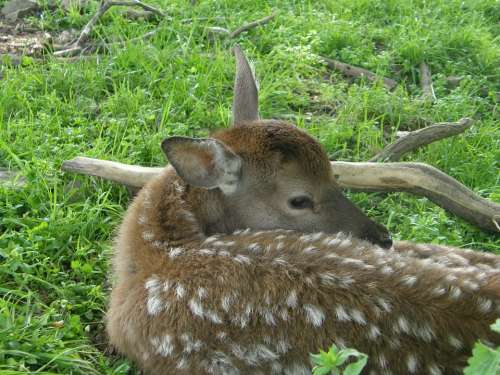 Animals Roe Deer Bambi