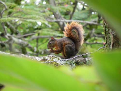 Animals Squirrel Tree