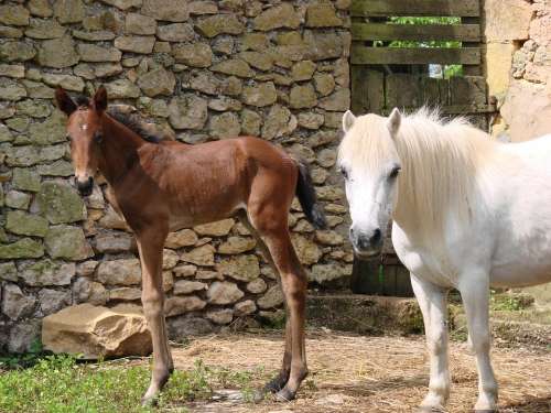 Animals Horse Foal Pony Shetland Filly Petit