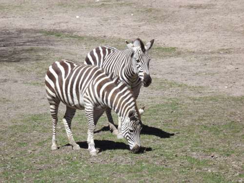 Animals Zebra Stripes Crosswalk Black And White