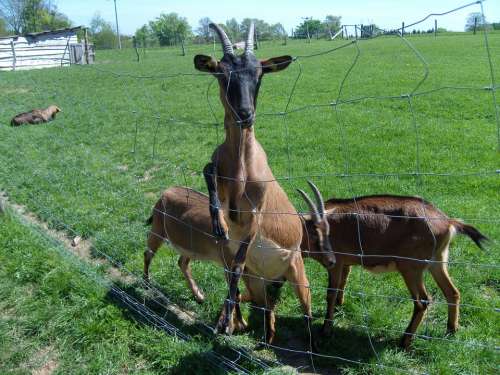 Animals Goats Pasture Fence