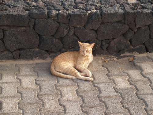 Animals Cat Lanzarote