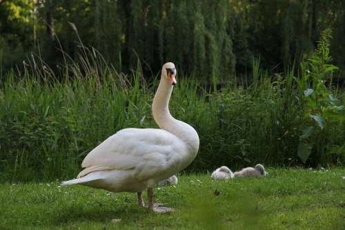 Animals Bird White Swan With Boy Swan Nature