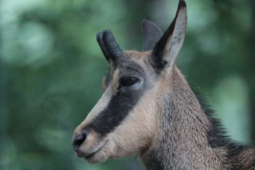 Animals Chamois Rupicapra Rupicapra Gams Wild