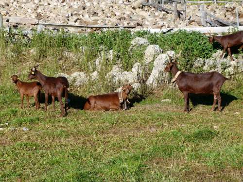 Animals Goats Sheep Meadow Mountain