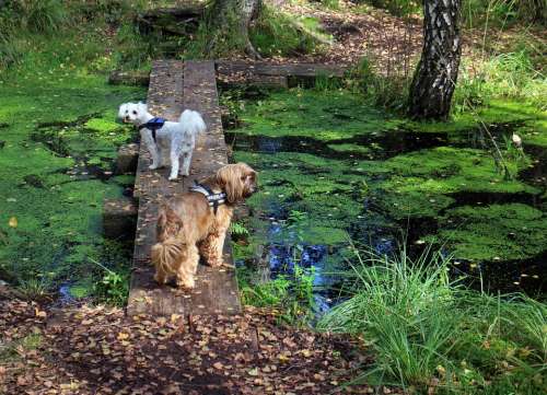 Animals Dog Web Boardwalk Transition Water Lake