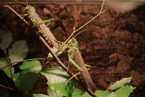Animals Grasshoppers Insect Migratory Locust