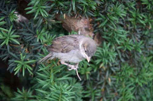 Animals Bird Sparrow Height Balance Young