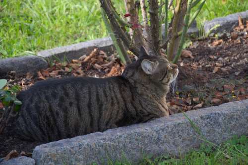 Animals Cat Mackerel Concerns Cozy Garden