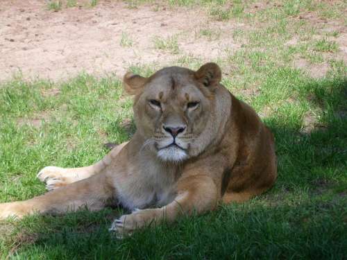 Animals Serengeti Zoo Nature Lion