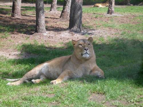 Animals Serengeti Big Cat Nature Lion