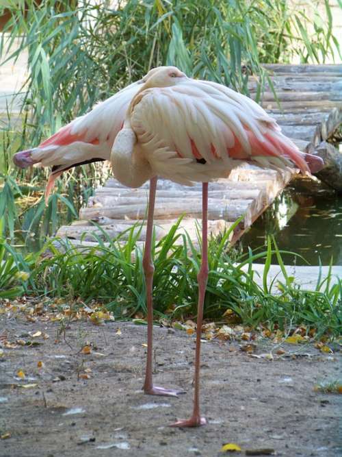Animals Zoo Flamingo Pink Flamingo Bird