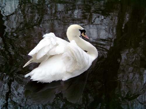 Animals Zoo Swan White Swan