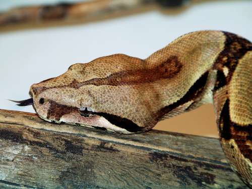 Animals Zoo Boa Constrictor Snake