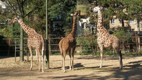 Animals Giraffes Nature Neck Africa