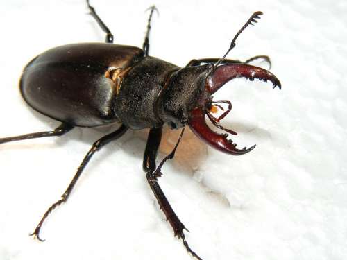 Animals Wildlife Insects Stag Beetle Lucanus