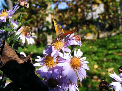 Animals Wildlife Insects Butterflies Multi-Colored