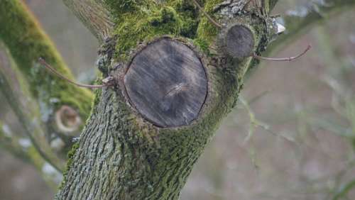 Annual Rings Branch Sawed Off Log Tree