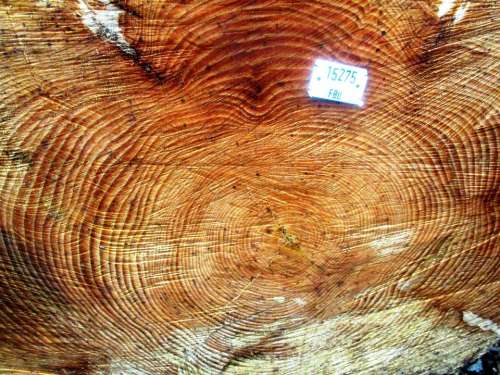 Annual Rings Forest Tree Log Like Close Up Wood