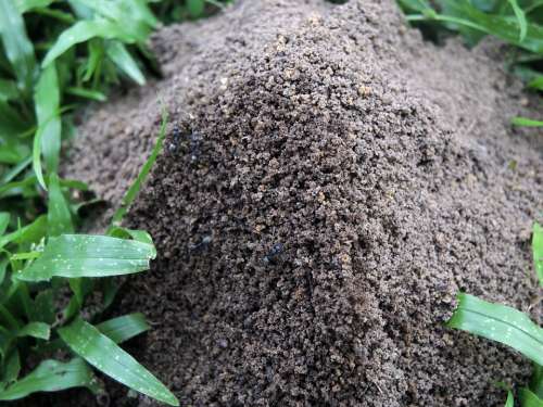 Ant Hill Field Insect Summer Africa