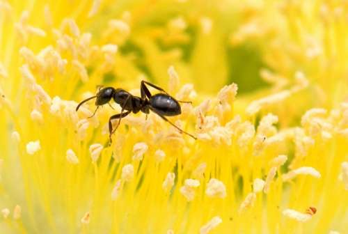 Ant Yellow Flower Close-Up